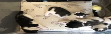 Kitten  2