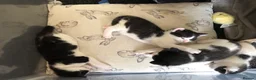 Mixed Breed cats for sale: Kittens for sale  - Advert 8