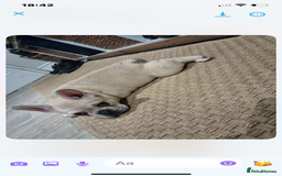 French Bulldog dogs for sale: 2 beautiful French bulldog puppies - Advert 12