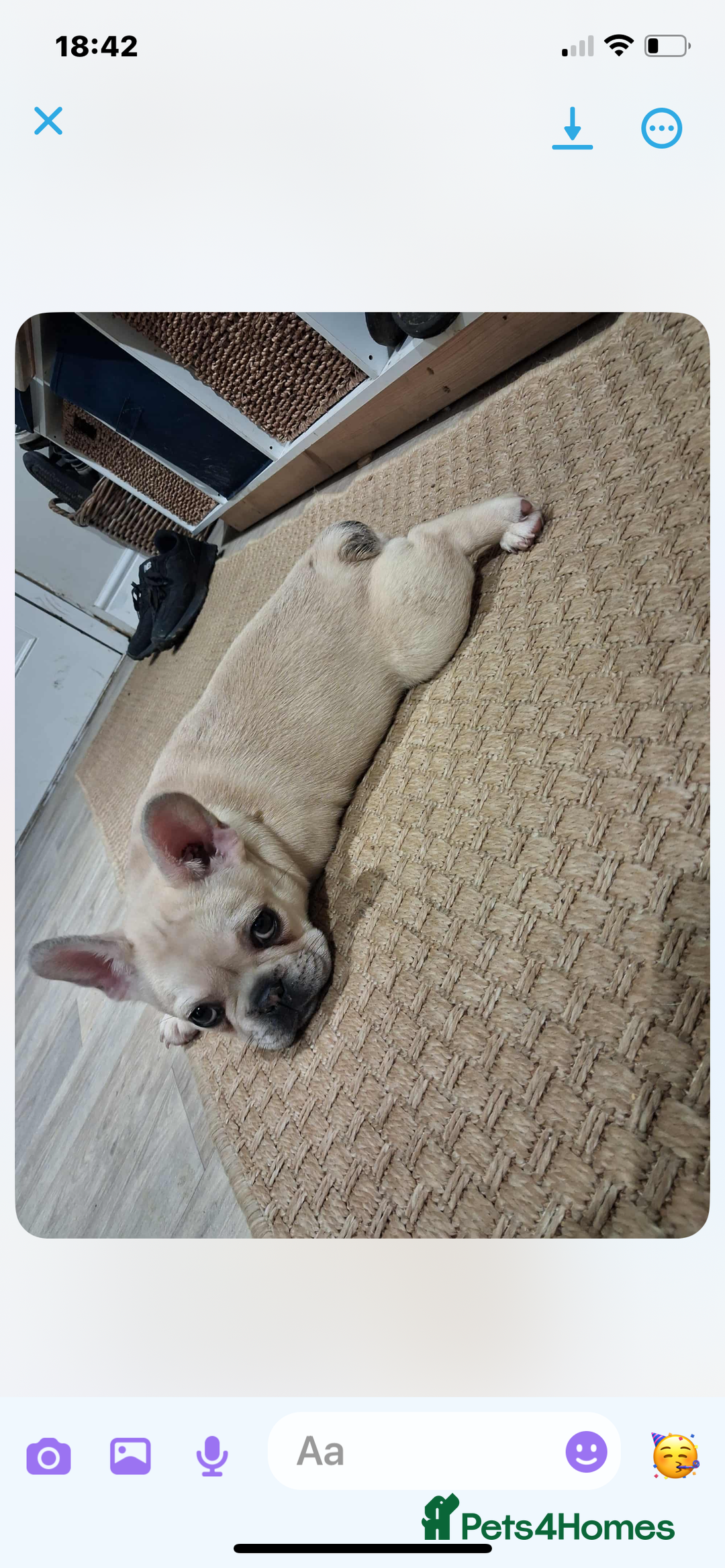 French Bulldog dogs for sale: 2 beautiful French bulldog puppies - Advert 12