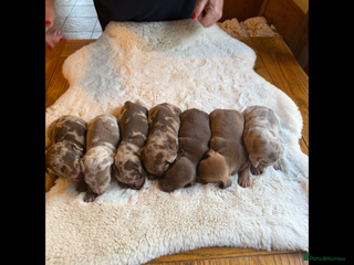 Miniature Dachshund dogs BEAUTIFUL KENNEL CLUB MINIATURE DACHSHUNDS - Advert 18