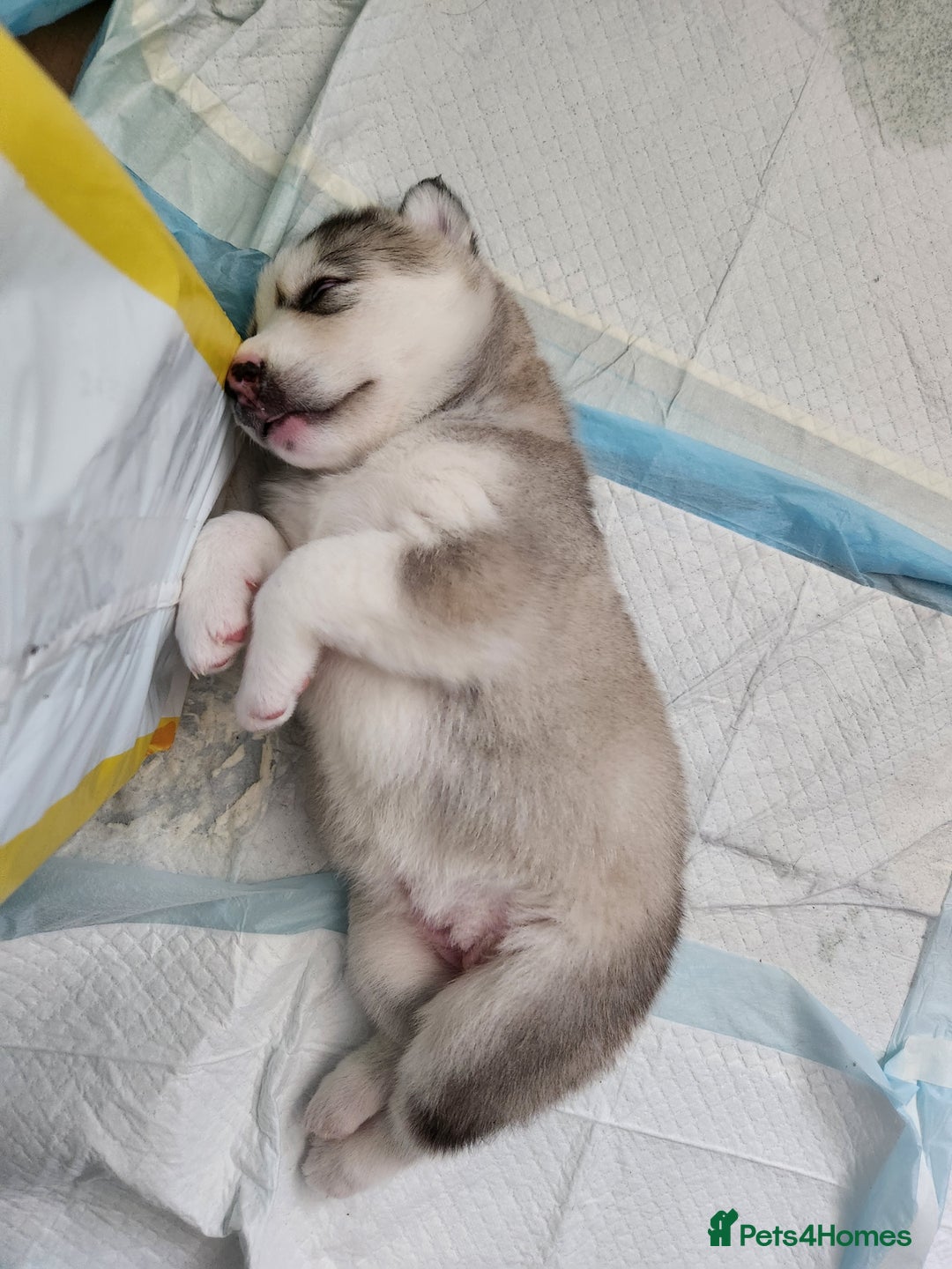 Siberian Husky dogs for sale: Syberian Huskies Male and Female - Image 16