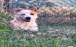 Mixed Breed dogs for adoption: Lynda is looking for a home! - Image 7