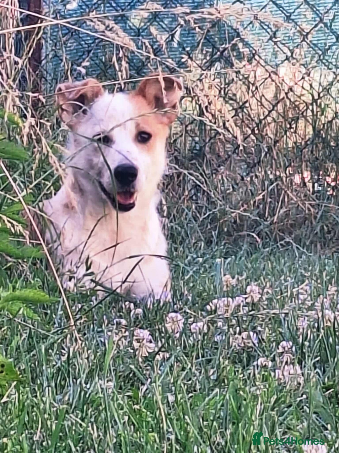 Mixed Breed dogs for adoption: Lynda is looking for a home! - Image 7