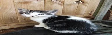 Domestic Shorthair 1