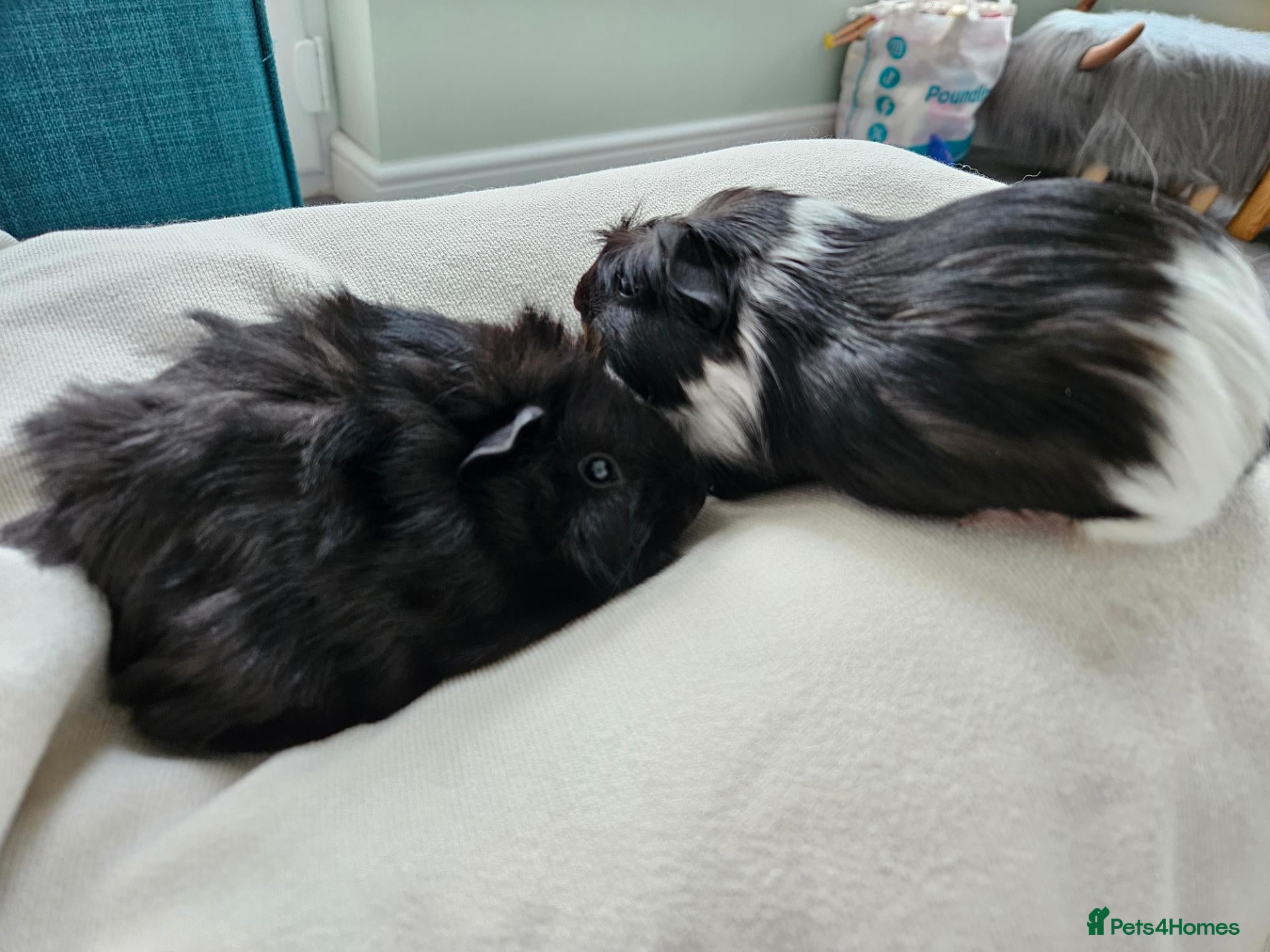 Guinea Pig rodents Bonded male piggies looking for a new home  - Advert 4