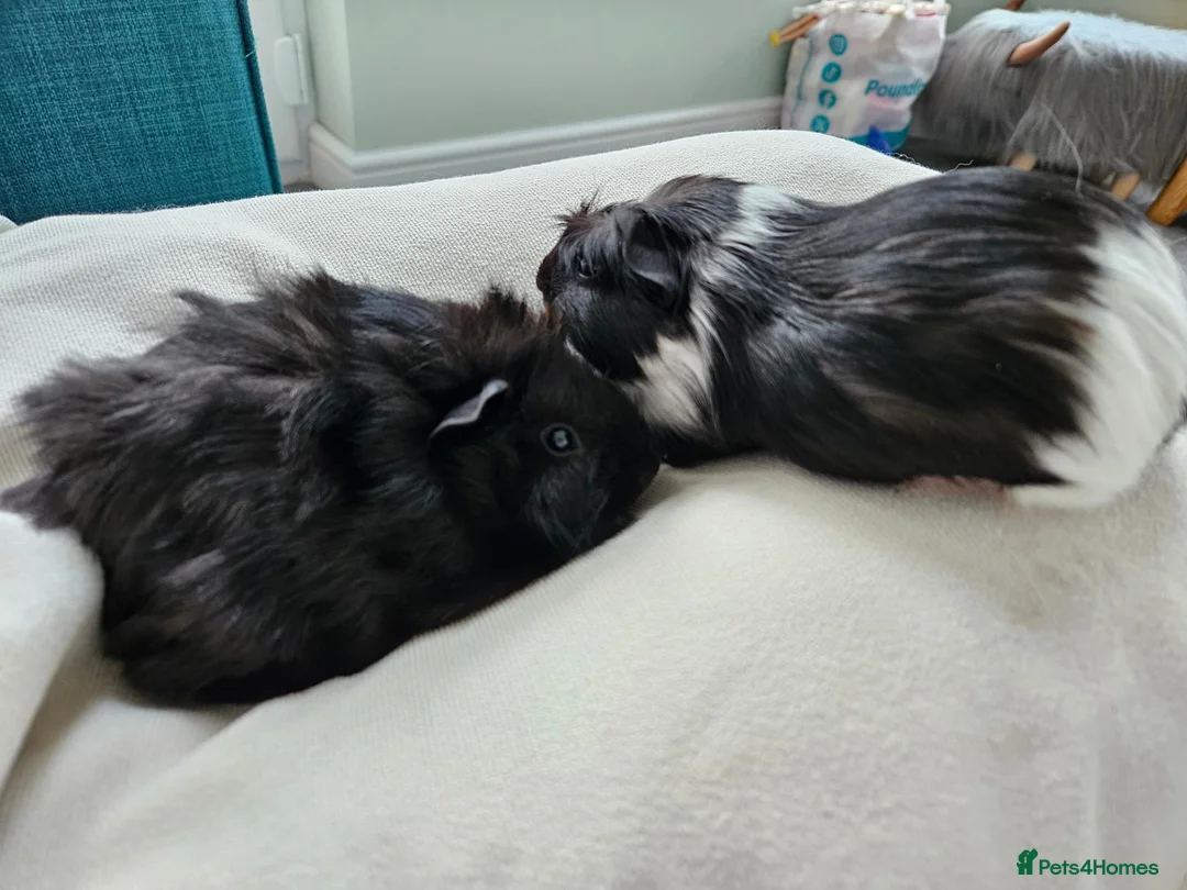Guinea Pig rodents for sale: Bonded male piggies looking for a new home  - Advert 1
