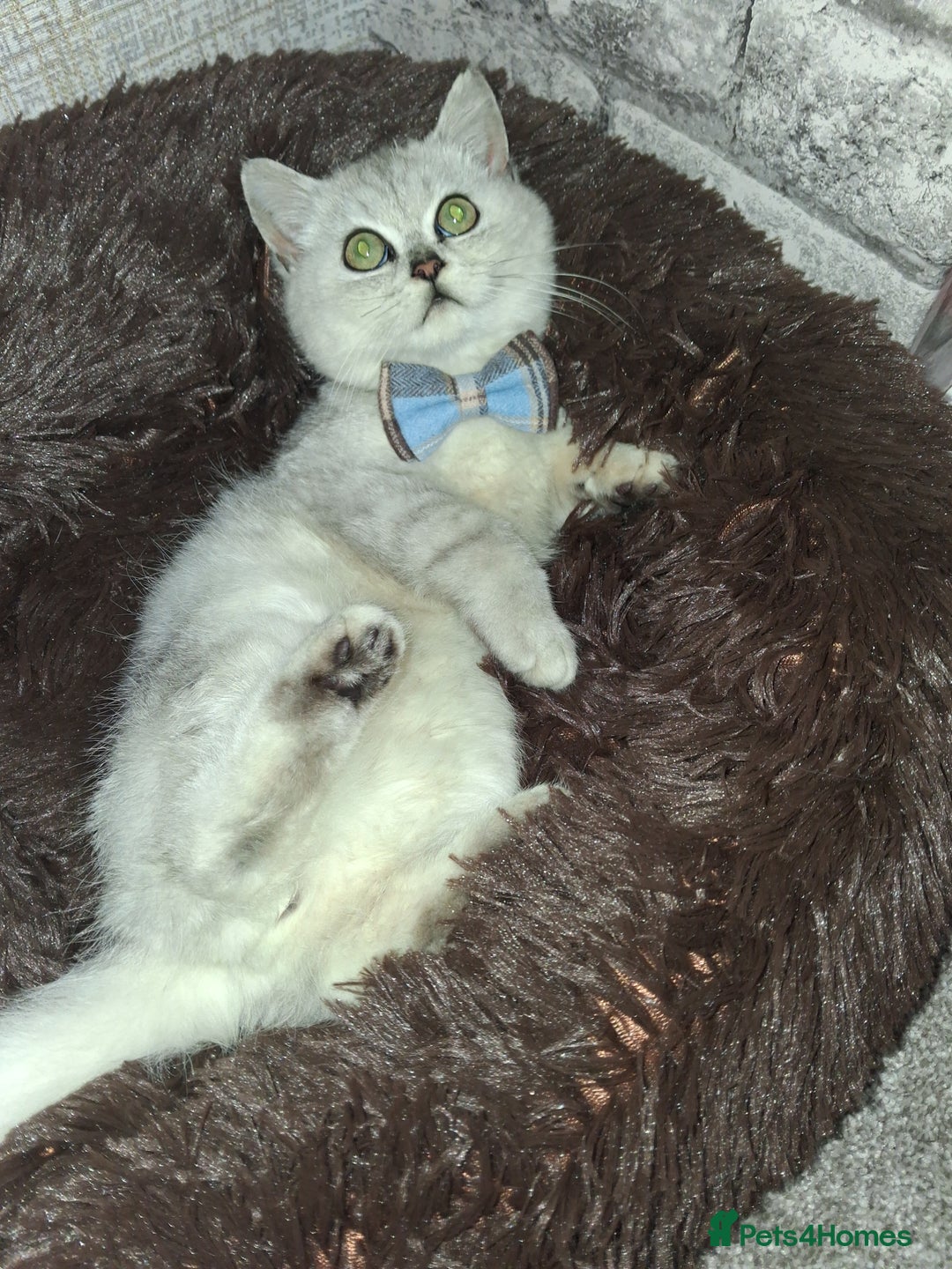 Exotic cats for sale: Persian c british shorthair  - Image 2
