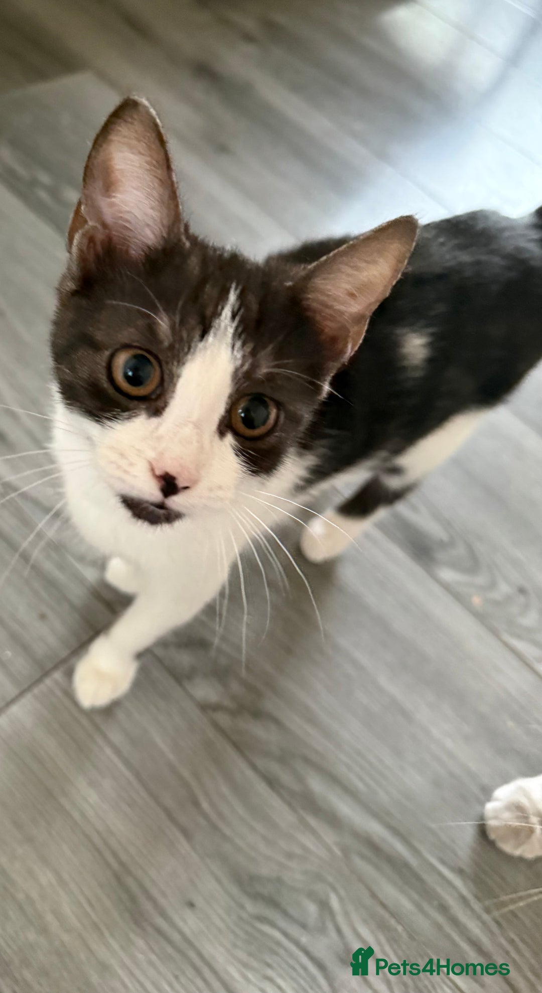 Mixed Breed cats for sale: Beautiful mixed litter  10 pound - Image 8