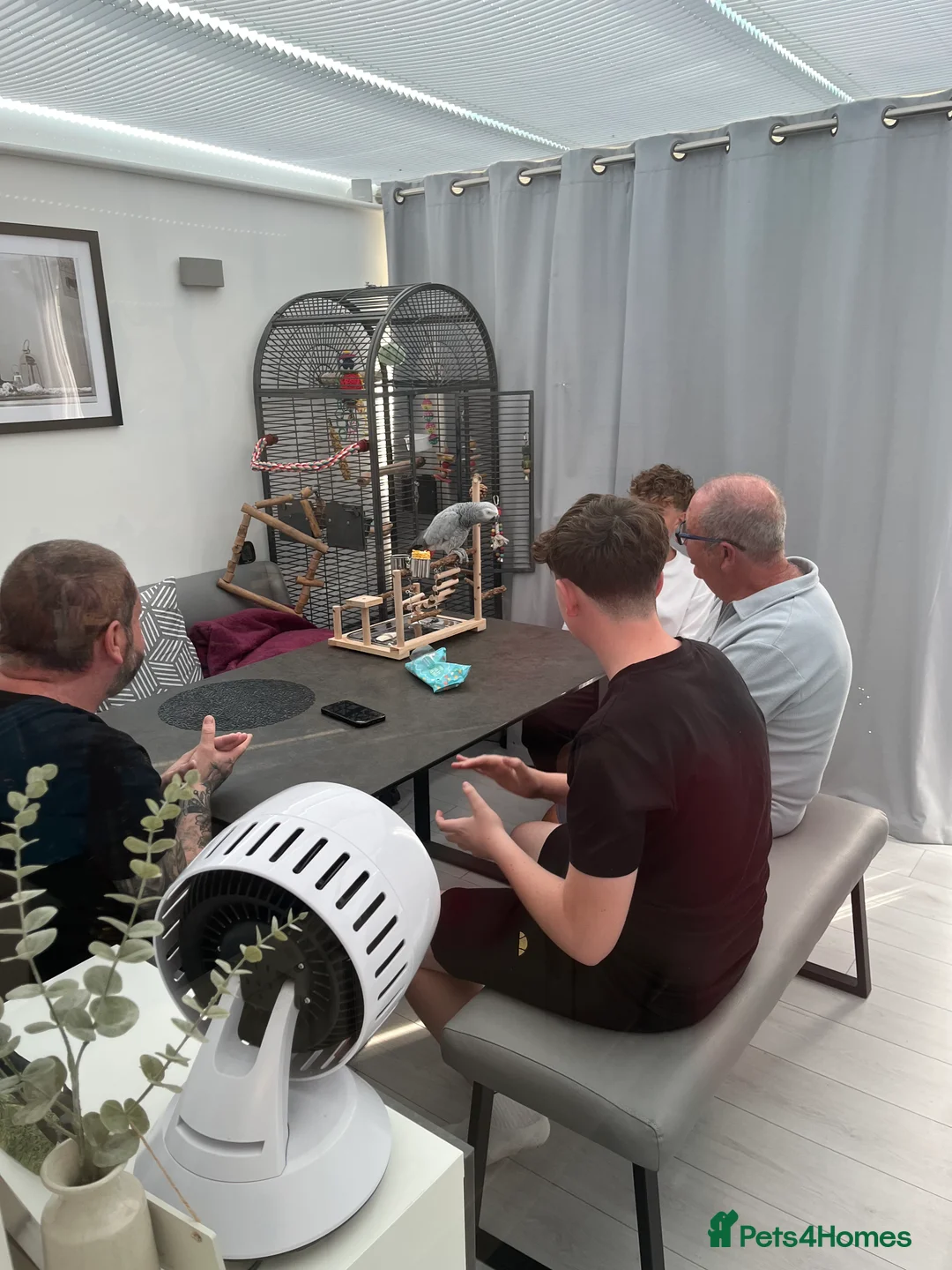 Parrots birds for sale: Extremely sad sale of our much loved Coco - Advert 12