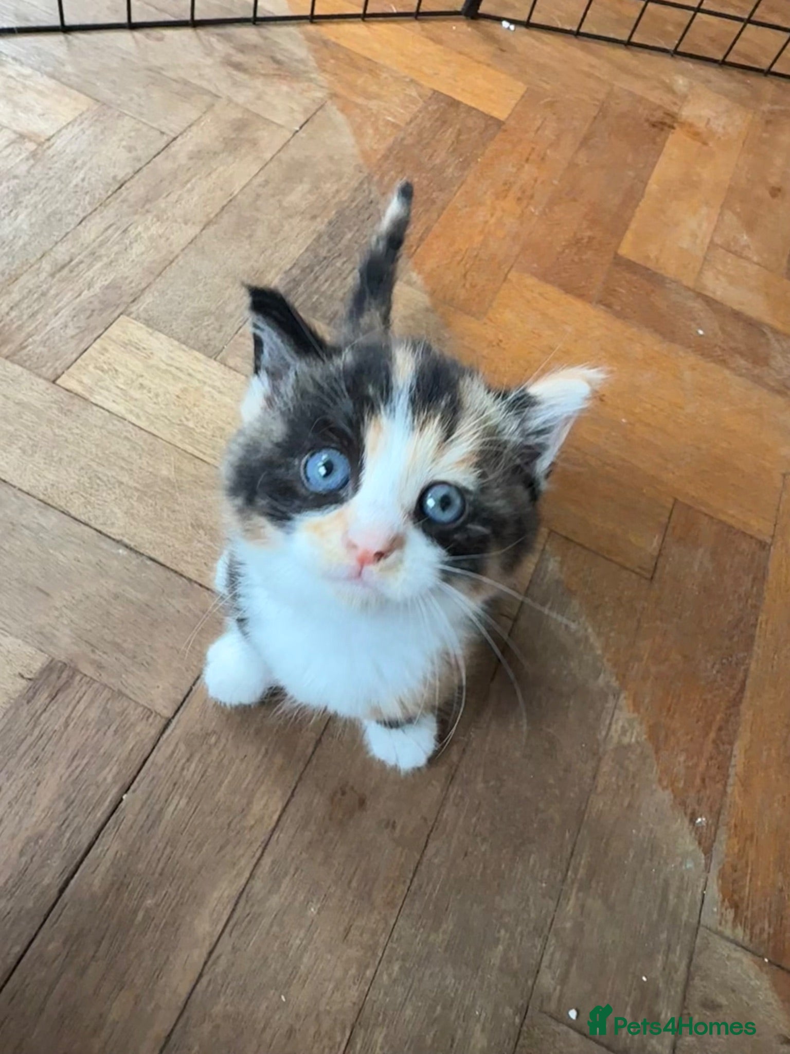 Mixed Breed cats Beautiful litter of kittens  - Advert 2