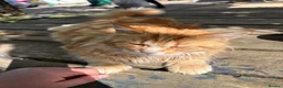 Maine Coon cats for sale: 3 beautiful mainecoon cross girls   - Advert 5