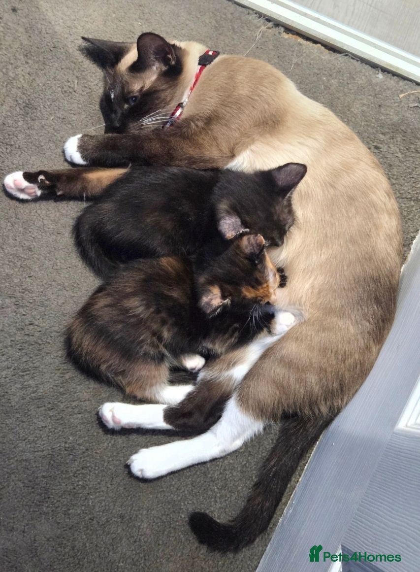 Siamese cats Siamese snow shoe cross kittens  - Advert 8