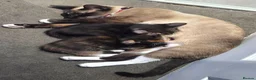 Siamese cats for sale: Siamese snow shoe cross kittens  in Blyth - Advert 1