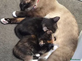 Siamese cats Siamese snow shoe cross kittens - Advert 3