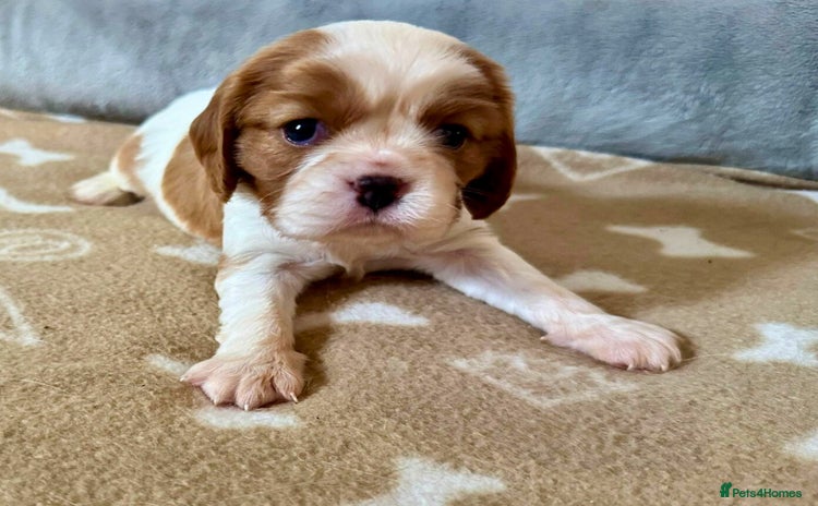 Cavalier King Charles Spaniel dogs - Advert 3