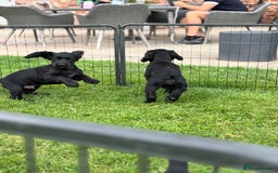 Cocker Spaniel dogs for sale: Ready Now 🐾 Champion bred working cocker boys  - Image 13