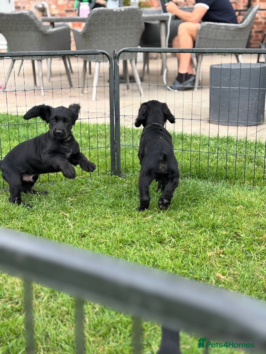 Cocker Spaniel dogs for sale: Ready Now 🐾 Champion bred working cocker boys  - Image 13