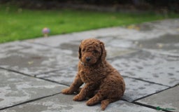 Miniature Poodle dogs for sale: Ready to Steal Your ❤️ Miniature Poodle Puppies - Image 10