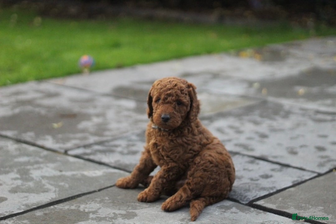 Miniature Poodle dogs for sale: Ready to Steal Your ❤️ Miniature Poodle Puppies - Image 10