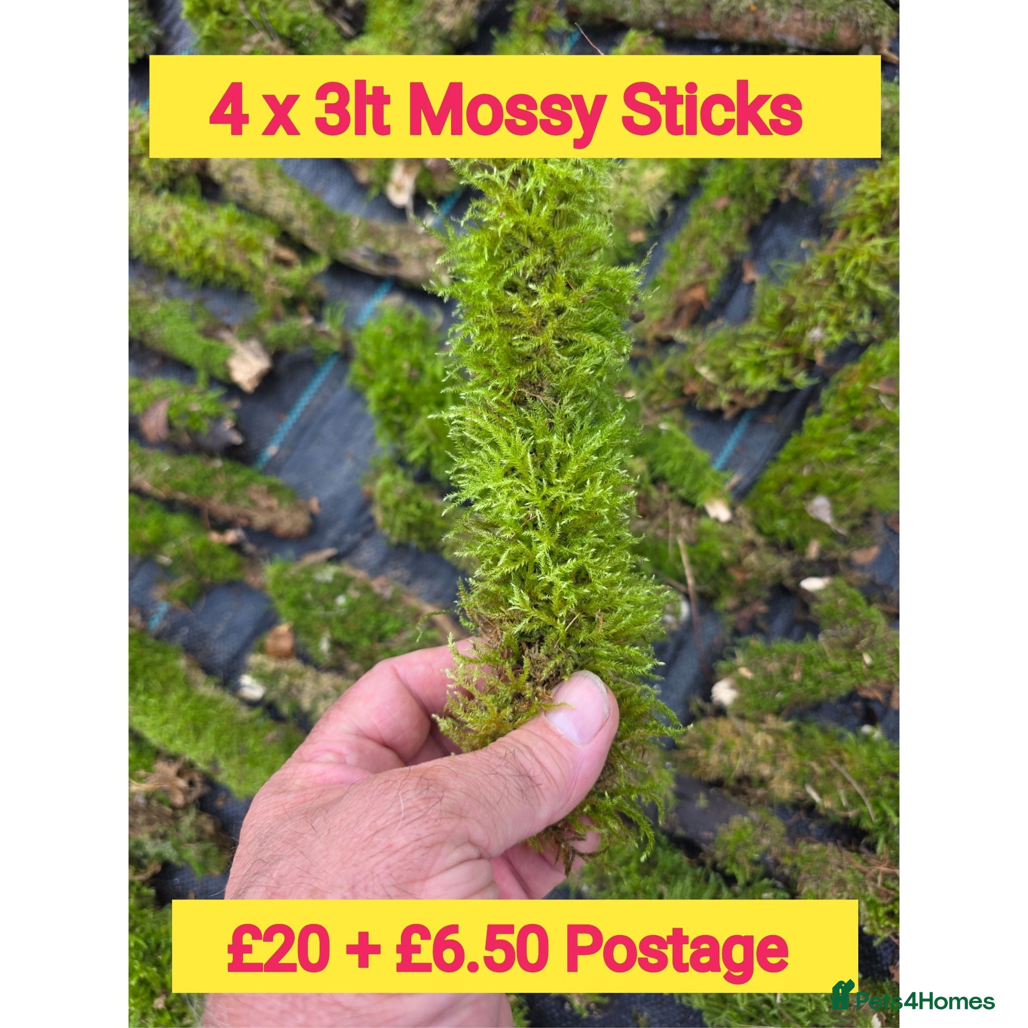 Millipedes invertebrates Pick & Mix see Photos  - Advert 2