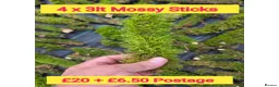 Millipedes invertebrates for sale: Pick & Mix see Photos  - Advert 1