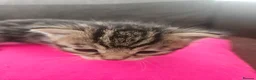 Mixed Breed cats for sale: Bengal X British blue kittens in Grimsby - Advert 5