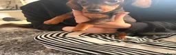 Miniature Dachshund dogs for sale: Last two beautiful mini dachshunds  - Advert 7
