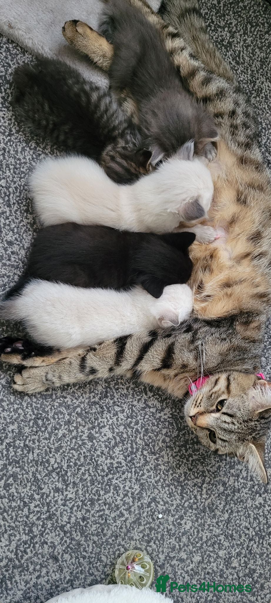 Mixed Breed cats Ragdoll x / tabby x - Advert 1