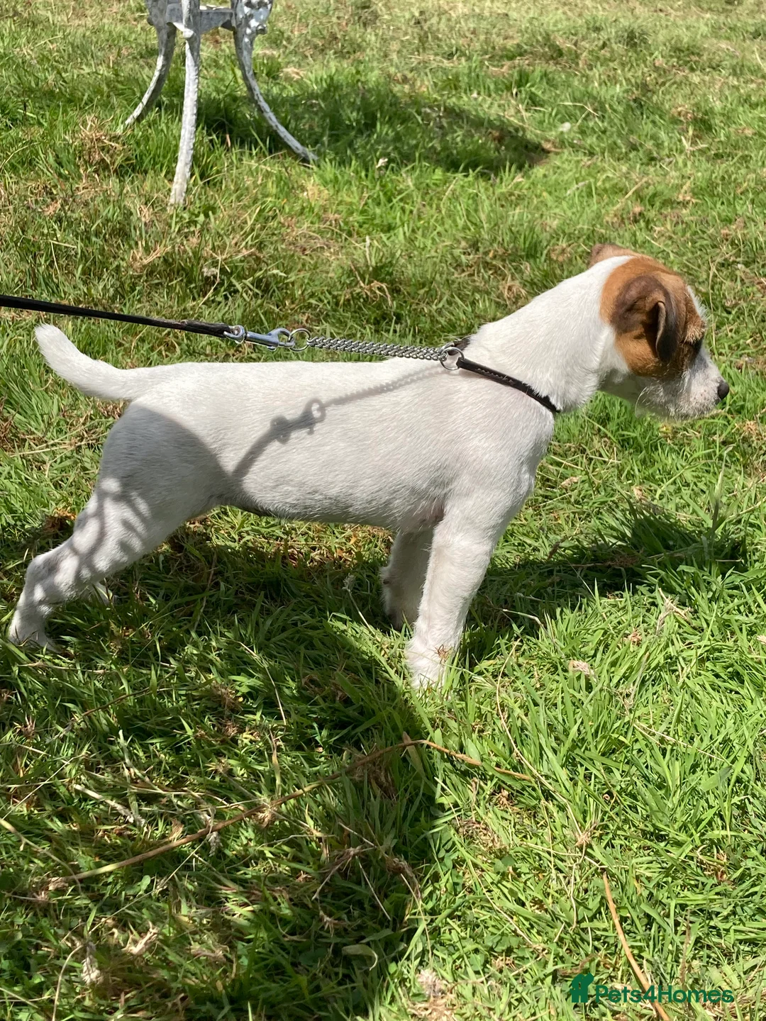 Parson Russell dogs for stud: KC reg parson Russell for stud - Advert 7