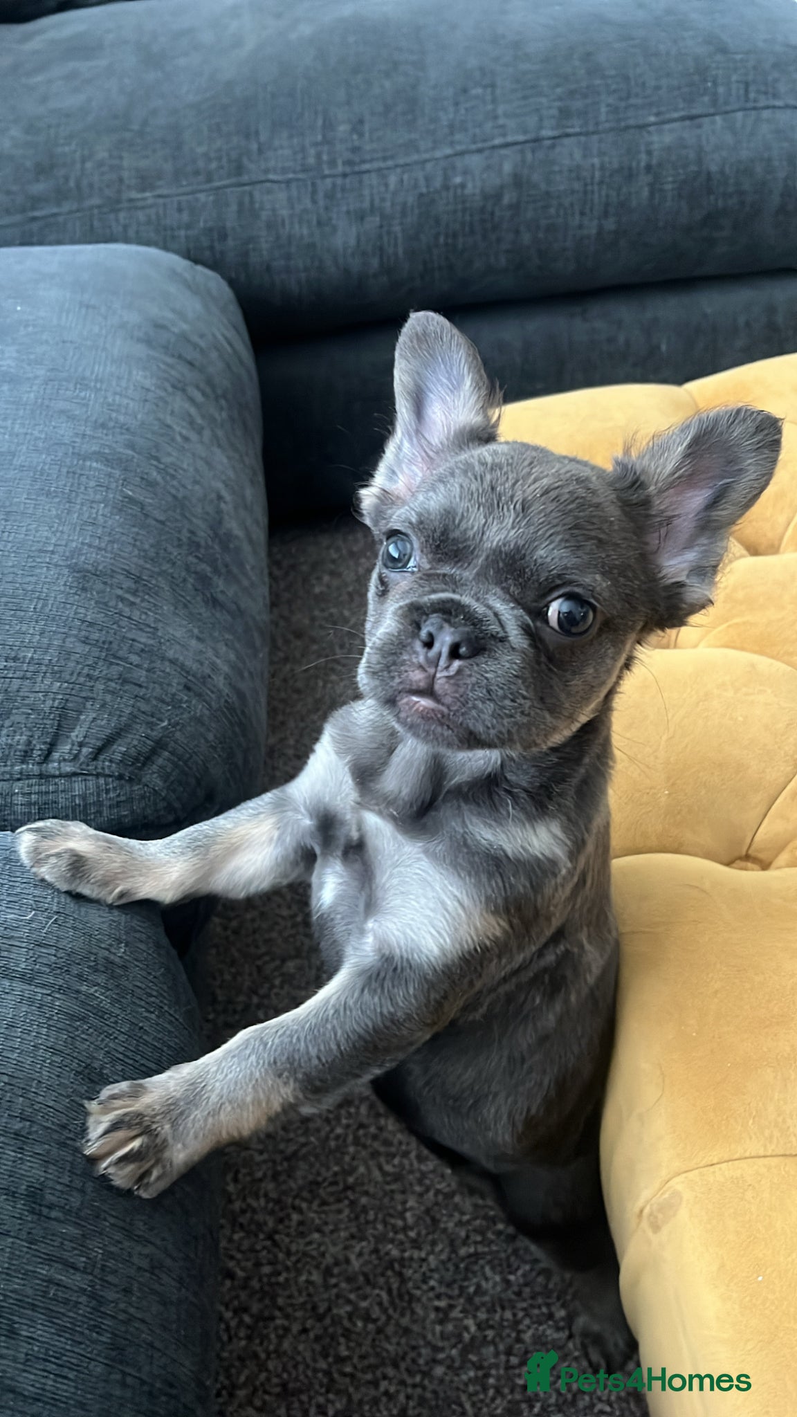 French Bulldog dogs Beautiful french bulldog - Advert 11