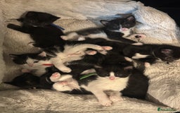 British Shorthair cats for sale: British shorthair cross kittens available  - Image 8