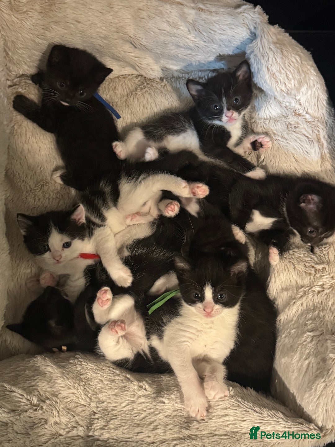British Shorthair cats for sale: British shorthair cross kittens available  - Image 8