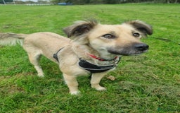 Mixed Breed dogs for adoption: Sasha is looking for a  home of her own  - Advert 7