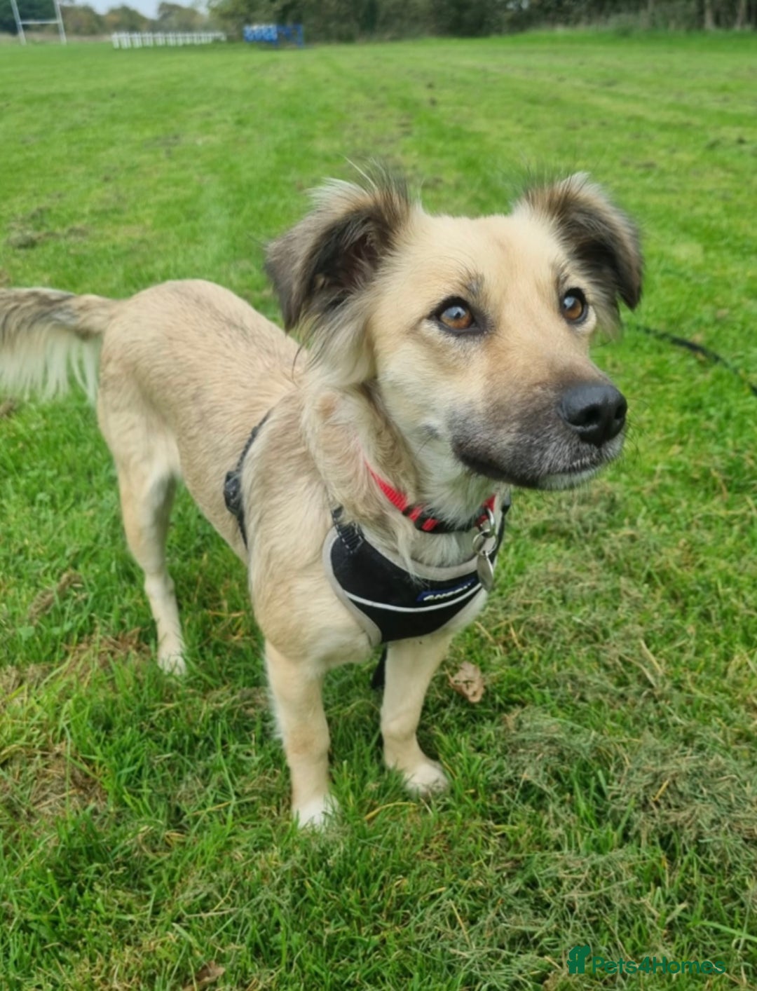 Mixed Breed dogs for adoption: Sasha is looking for a  home of her own  - Advert 7