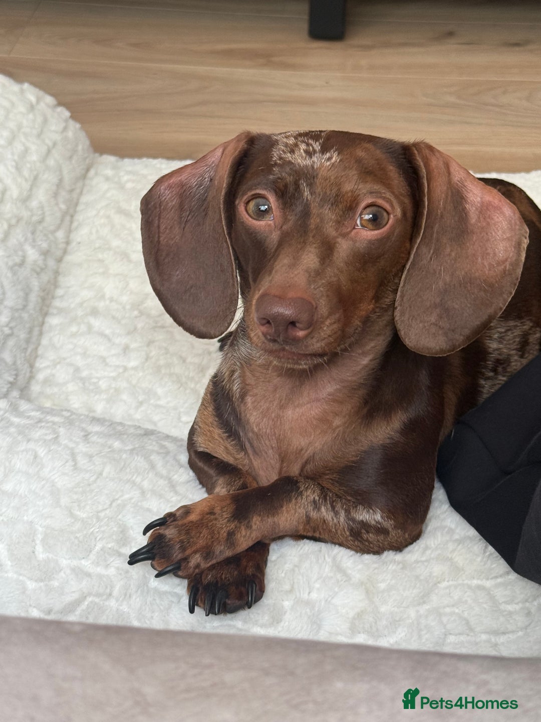 Mixed Breed dogs for sale: Bonded Frenchie Bulldog & Mini Dachshund  - Image 2