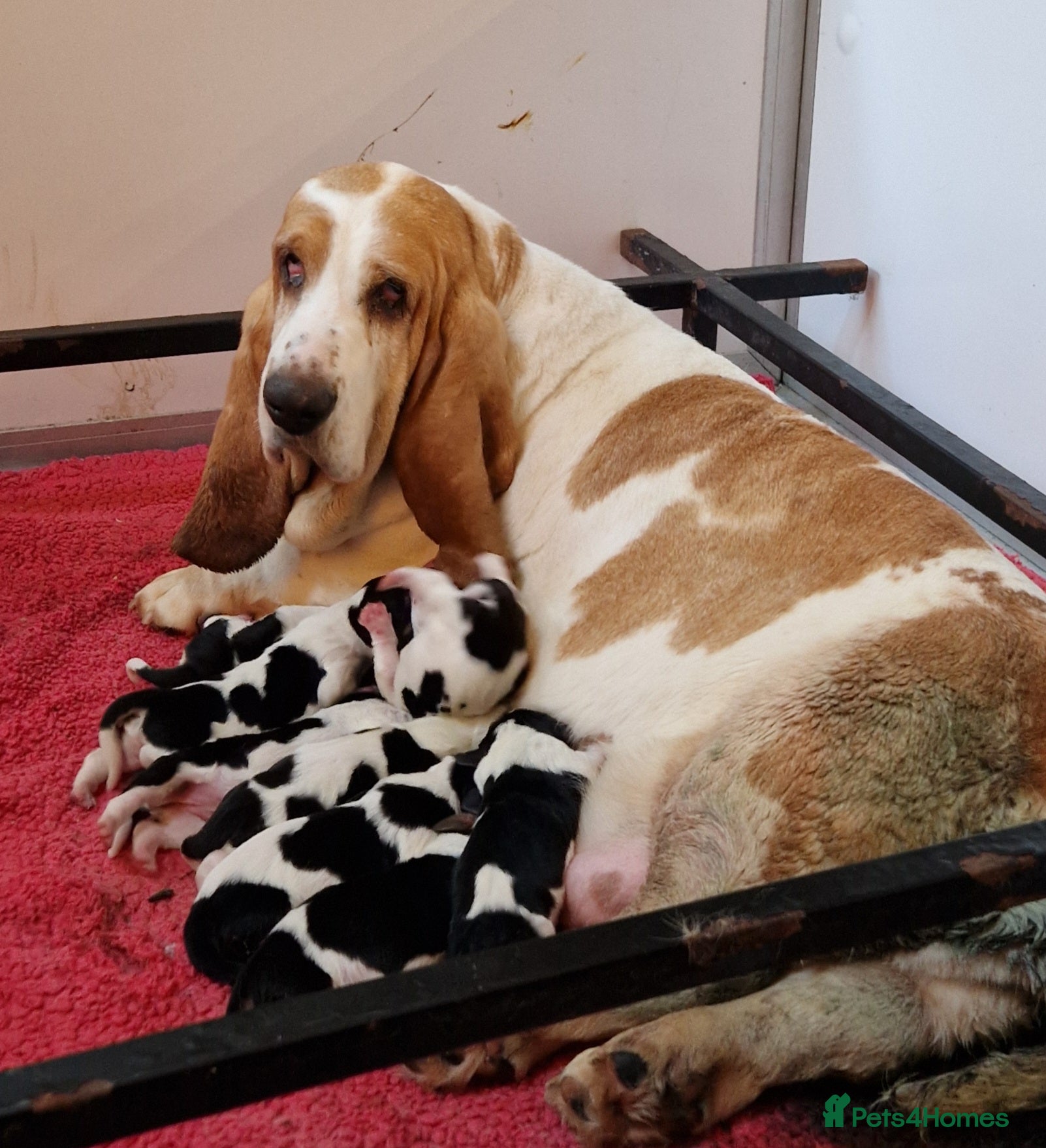 Basset Hound dogs KC REG Bassett Babies - Advert 8