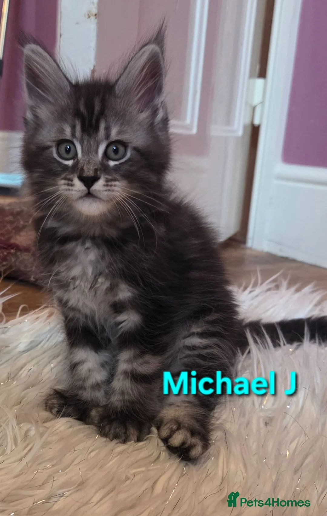 Maine Coon cats for sale: Tica reg maine coon. Poly. - Advert 6