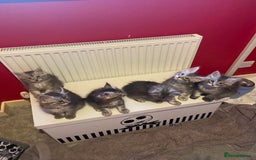 Maine Coon cats for sale: Ready Now Maine Coon kittens - Image 39