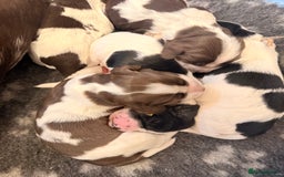 Sprocker dogs for sale: Stunning Sprocker pups  - Image 5