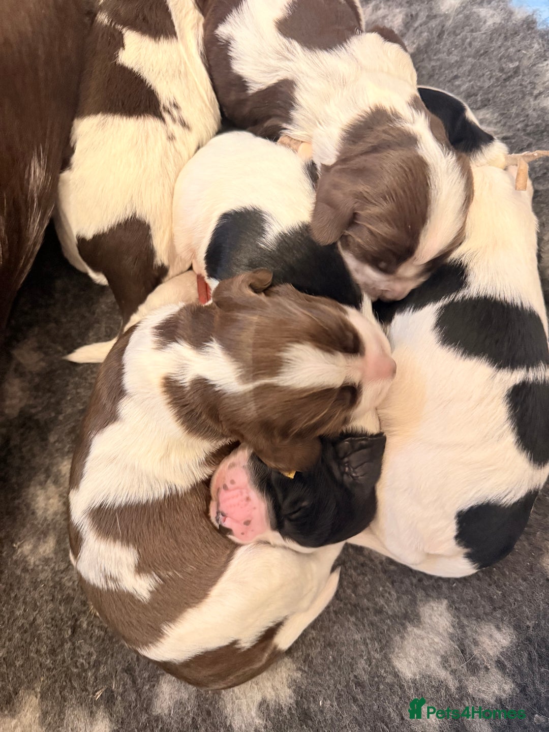 Sprocker dogs for sale: Stunning Sprocker pups  - Image 5