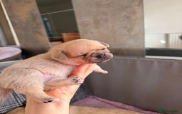Mixed Breed dogs for sale: Adorable Pug x Pomeranian Puppies  - Image 34