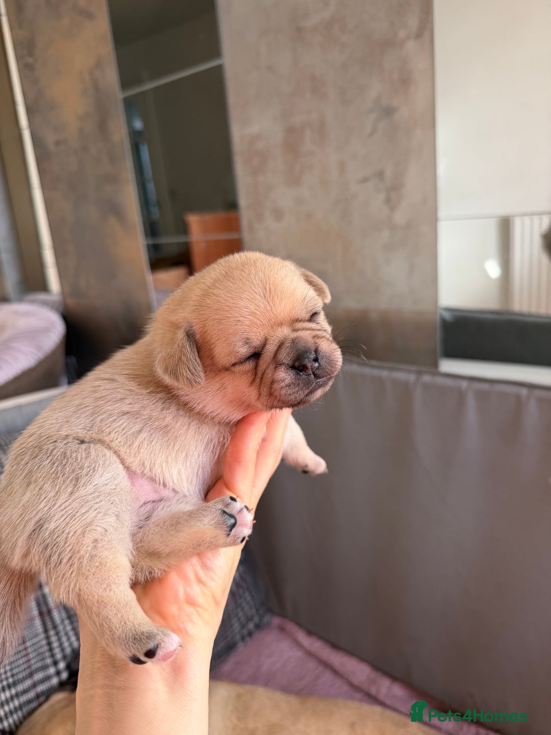 Mixed Breed dogs for sale: Adorable Pug x Pomeranian Puppies  - Image 34