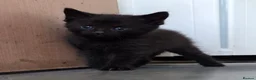 Mixed Breed cats for sale: 2 stunning kittens still available  - Advert 29
