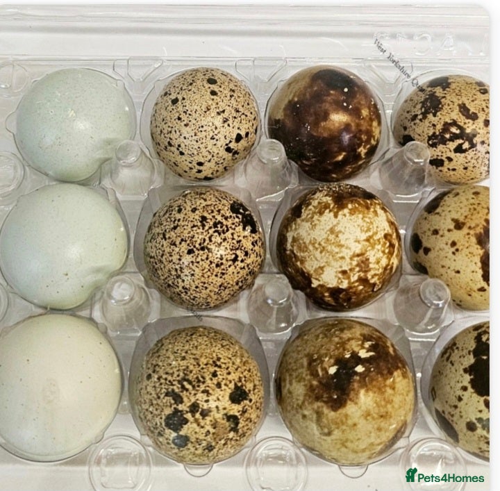 Quail poultry Coturnix quail hatching eggs mixed colours  - Advert 18