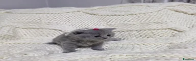 British Shorthair 8