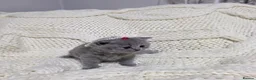 British Shorthair cats for sale: Beautiful British shorthair kittens  - Advert 31