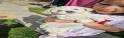 Havanese dogs for sale: Havanese puppy - Advert 25