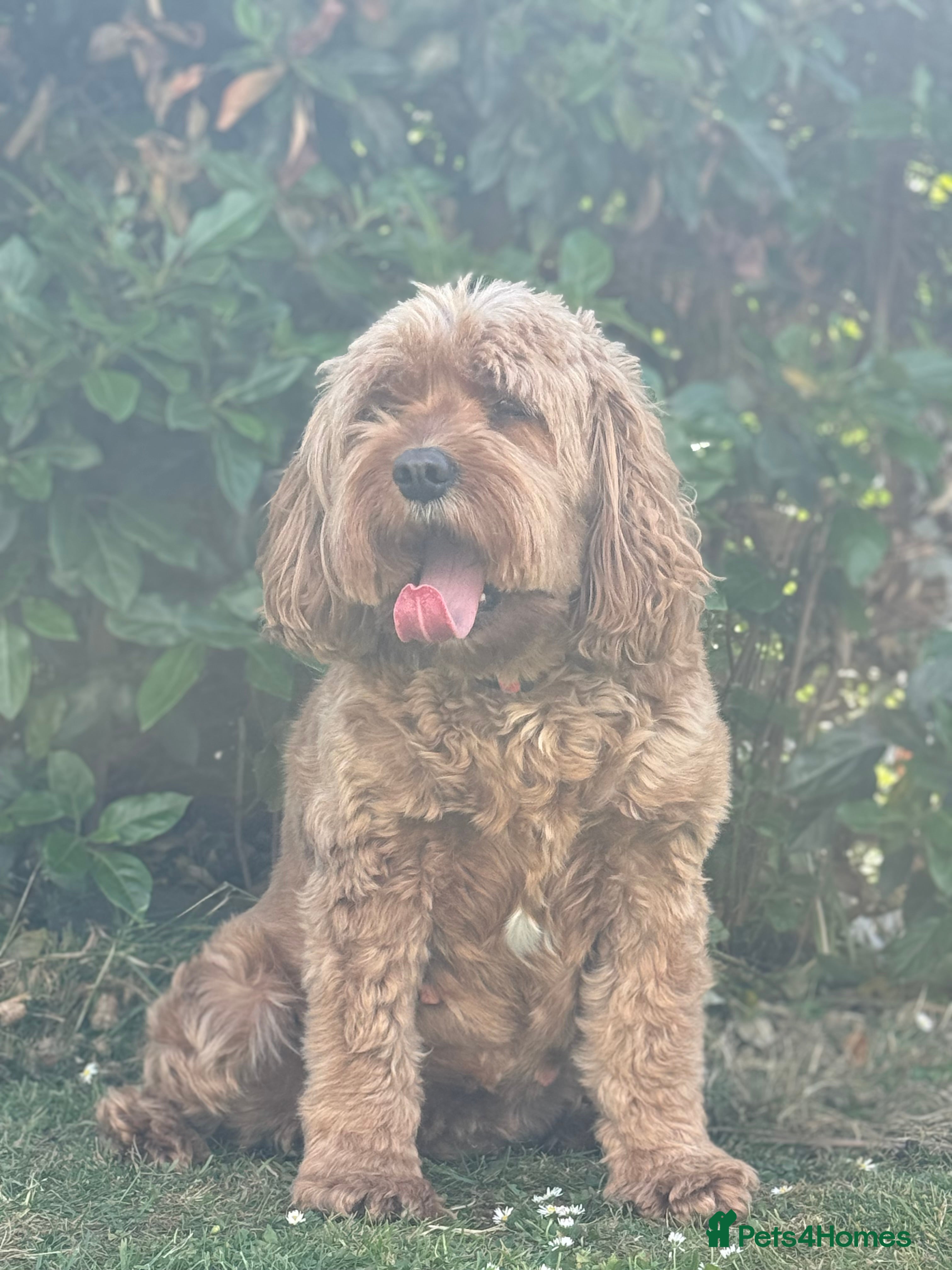 Cavapoo dogs 🐾 Cavapoo Puppies – Reservations Now Open 🐾 - Advert 13