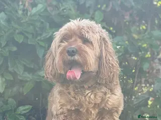 Cavapoo dogs 🐾 Cavapoo Puppies – Reservations Now Open 🐾 - Advert 14